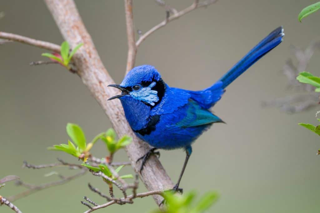 The splendid fairywren (Malurus splendens) is a passerine bird in the Australasian wren family, Maluridae