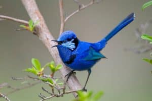The splendid fairywren (Malurus splendens) is a passerine bird in the Australasian wren family, Maluridae