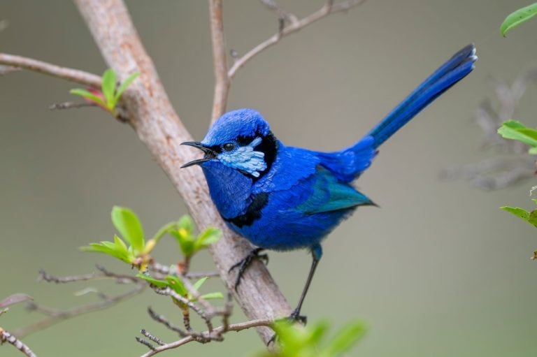 Fairy-Wren