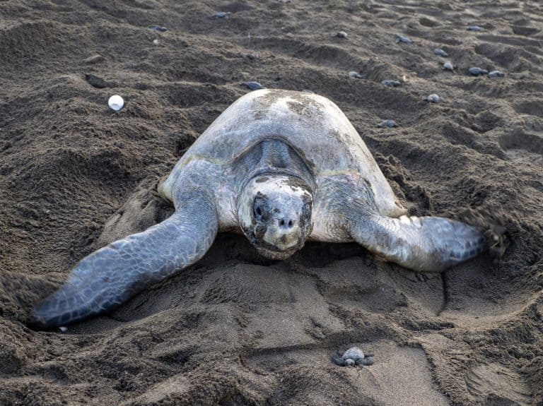 Rare sight of an adult Olive Ridley sea turtle (Lepidochelys olivacea) laying eggs on a Costa Rican beach alongside a freshly hatched baby turtle making its way to the ocean