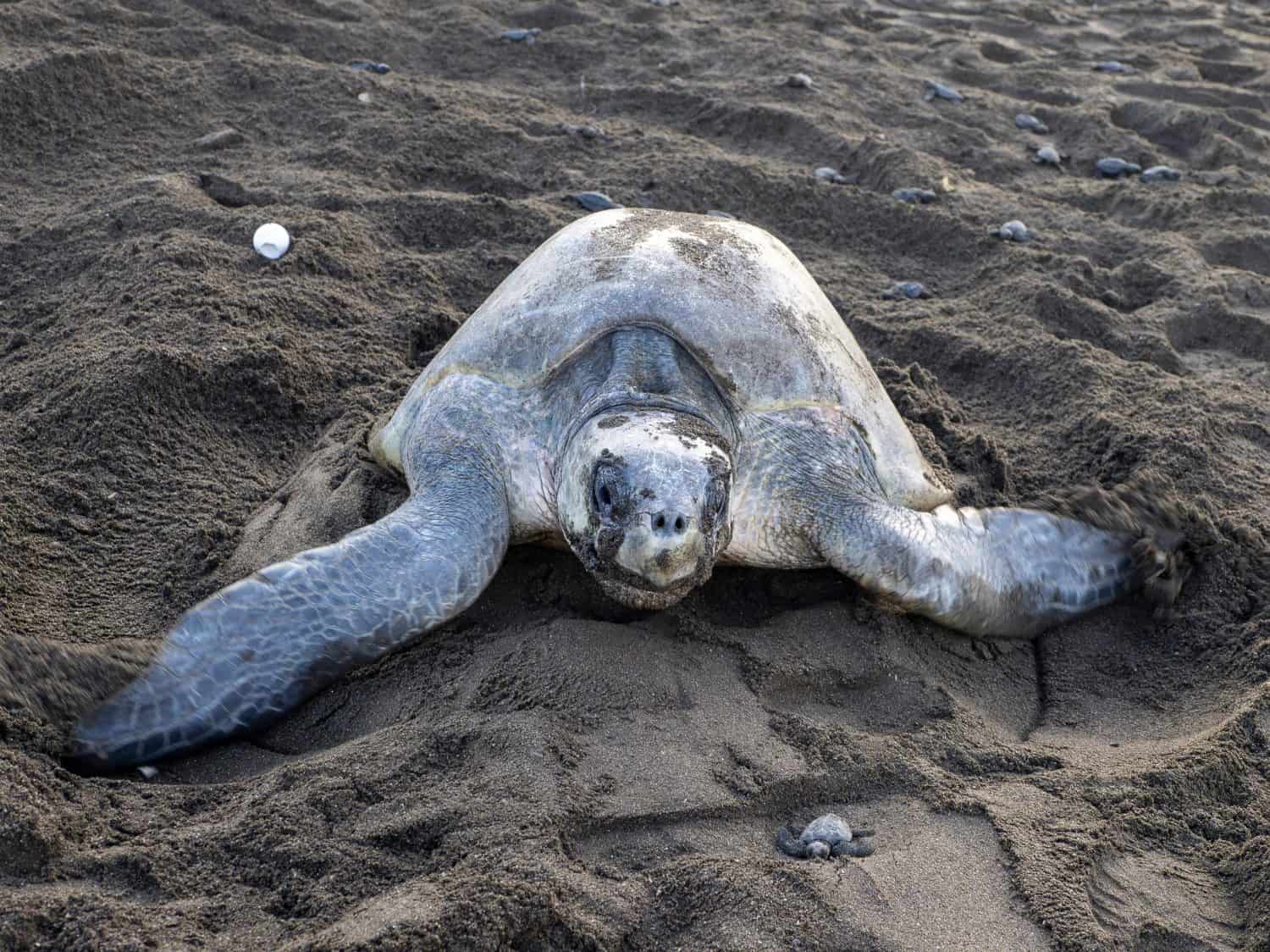 Rare sight of an adult Olive Ridley sea turtle (Lepidochelys olivacea) laying eggs on a Costa Rican beach alongside a freshly hatched baby turtle making its way to the ocean