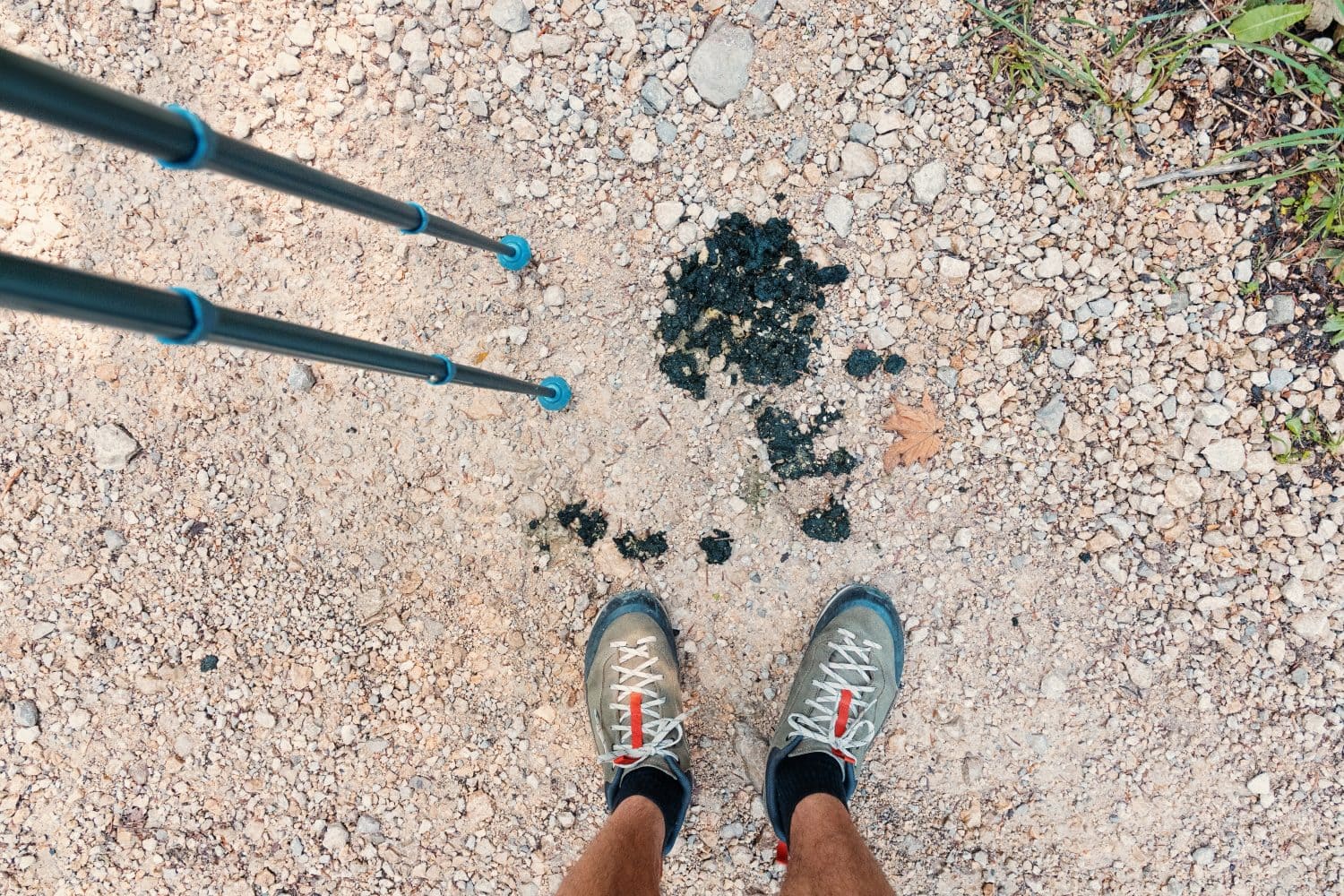 Hiker with trekking poles standing on a dusty trail, discovering animal scat on the ground, indicating wildlife presence