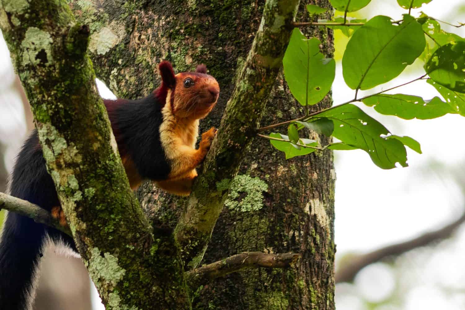 Indian giant squirrel or Malabar giant squirrel (Ratufa indica) is a large multi-coloured tree squirrel species endemic to forests and woodlands in India. It is diurnal, arboreal herbivorous squirre