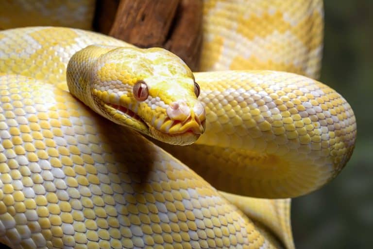 The Science Behind How the Reticulated Python Shimmers Like a Rainbow ...