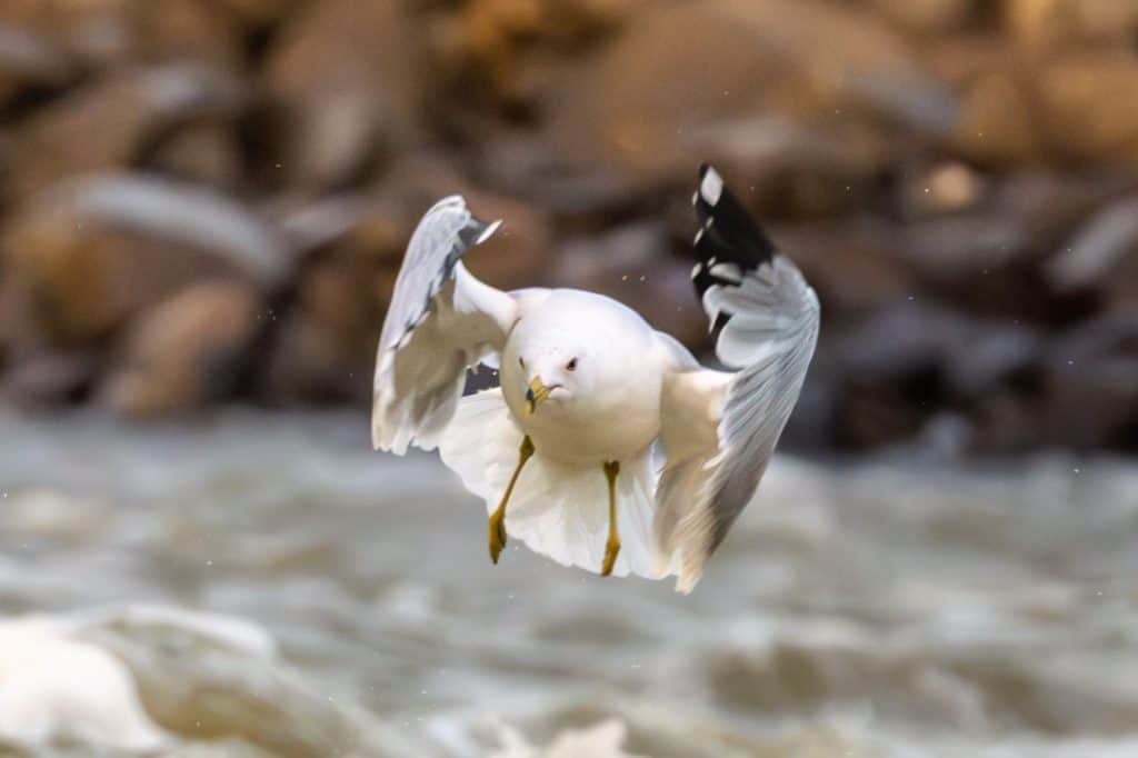 Ring-billed gull in mid flight
