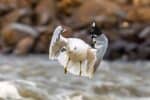 Ring-billed gull