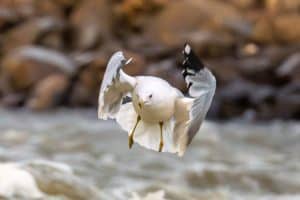 Ring-billed gull in mid flight