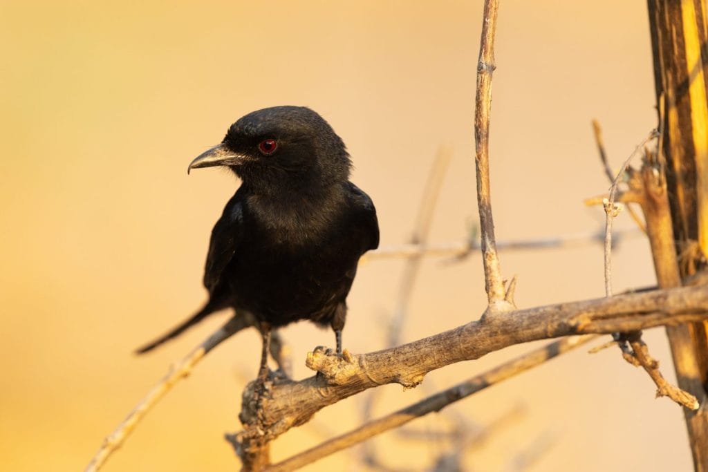 Closeup of a Fork-tailed drongo perched during a golden hour in Savuti, Chobe National Park in Botswana