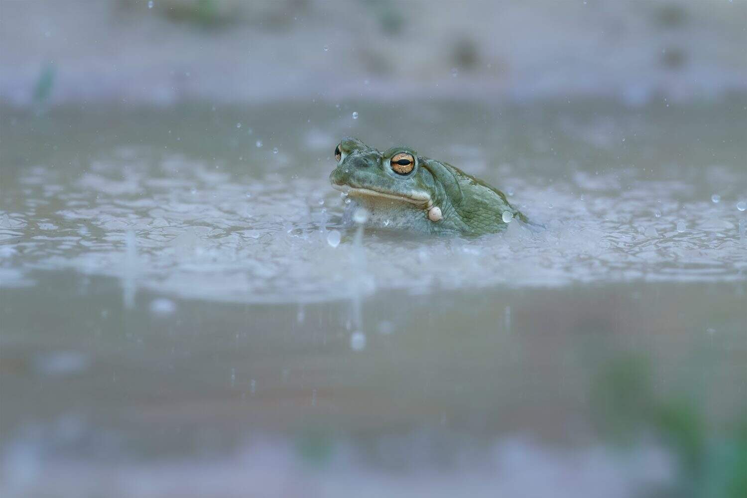 Portrait of cane toad (Rhinella marina) in the water, also known as the giant neotropical toad or marine toad, is a large, terrestrial true toad native to South and mainland Central America
