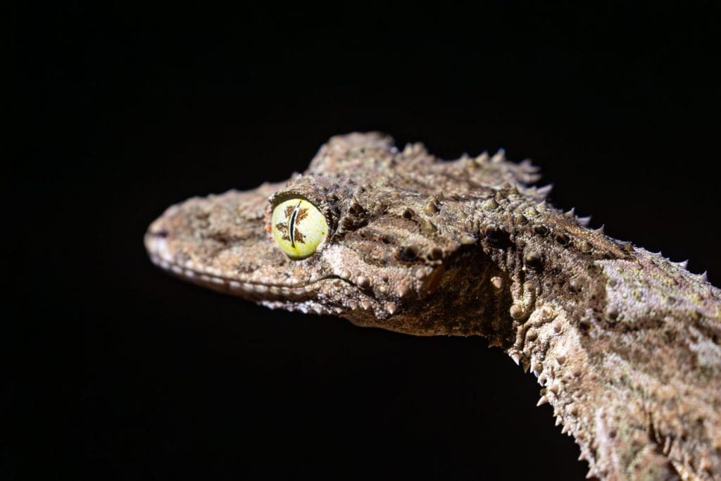 Leaf-tailed gecko, Saltuarius cornutus, Cairns, Queensland, Australia