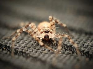 Macro close-up of a juvenile huntsman spider (Heteropoda boiei), a young tropical sparassid spider, photographed in controlled conditions, showing early developmental stage.