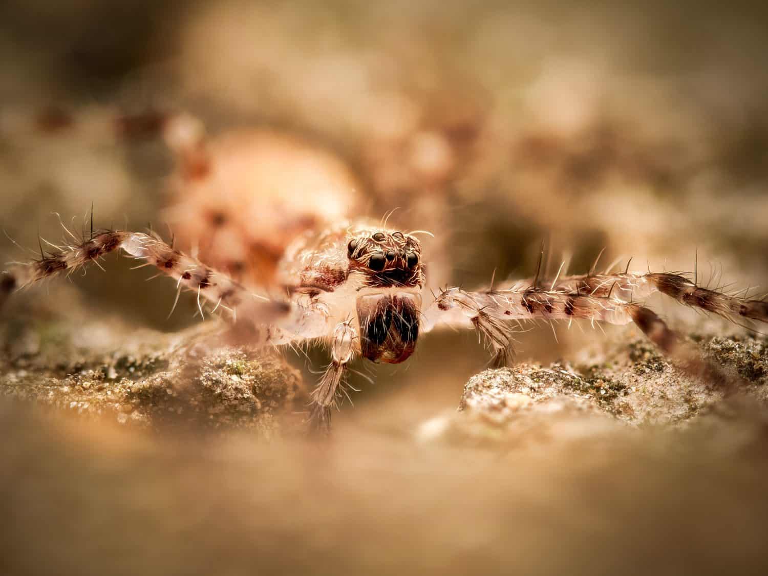Macro close-up of a juvenile huntsman spider (Heteropoda boiei), a young tropical sparassid spider, photographed in controlled conditions, showing early developmental stage.