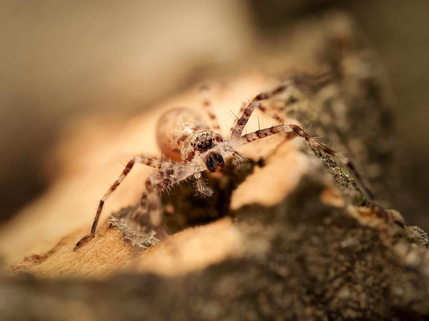 Macro close-up of a juvenile huntsman spider (Heteropoda boiei), a young tropical sparassid spider, photographed in controlled conditions, showing early developmental stage.