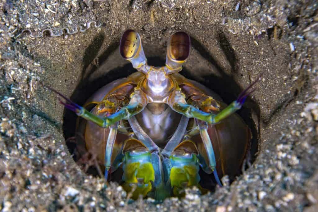 Odontodactylus scyllarus. Closeup of a stomatopod crustacean (mantis shrimp)