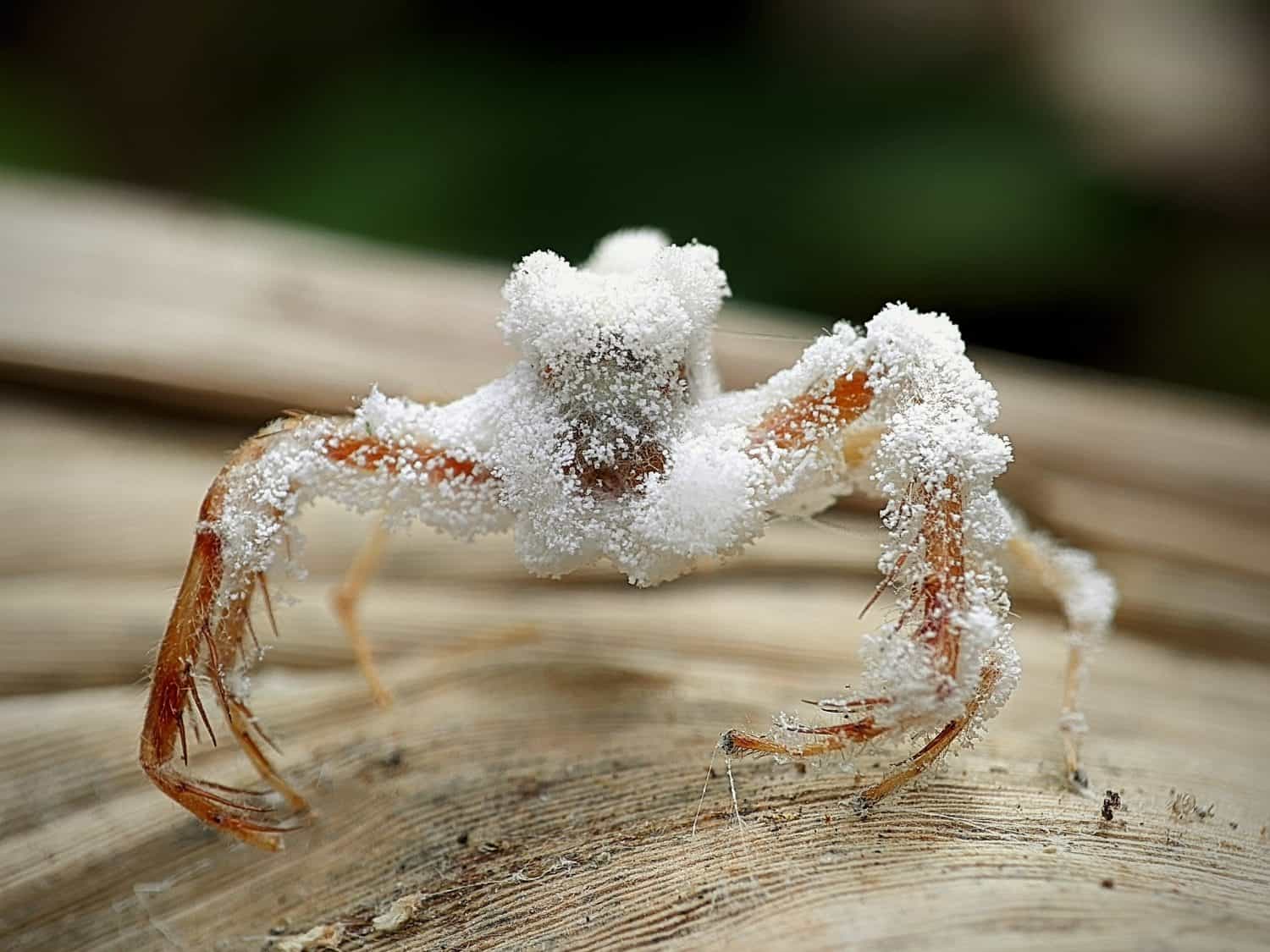 A striking macro photograph of a deceased jumping spider (family Salticidae) covered with parasitic fungal growth on its body and legs. The white fungal structures create a dramatic
