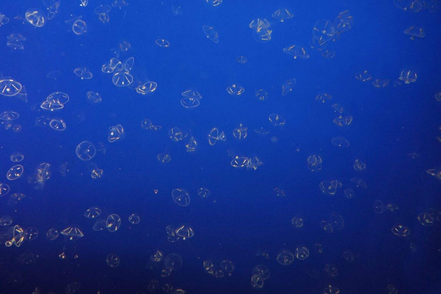 Many Tiny Moon Jellyfish in Blue Background