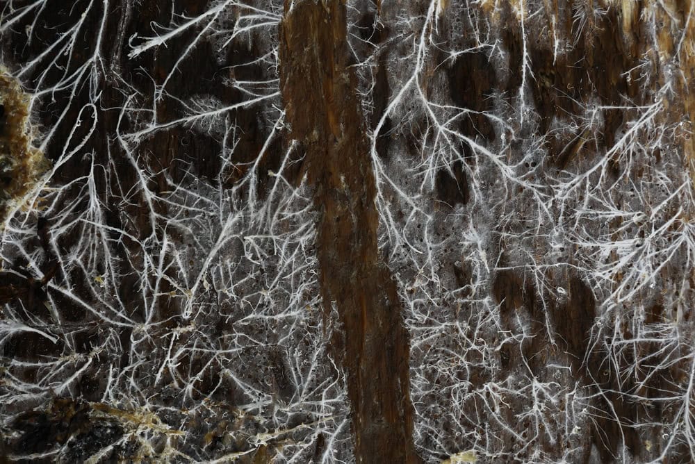 Close-up View of Mycelium Network Growth on Tree Bark in Natural Forest Habitat