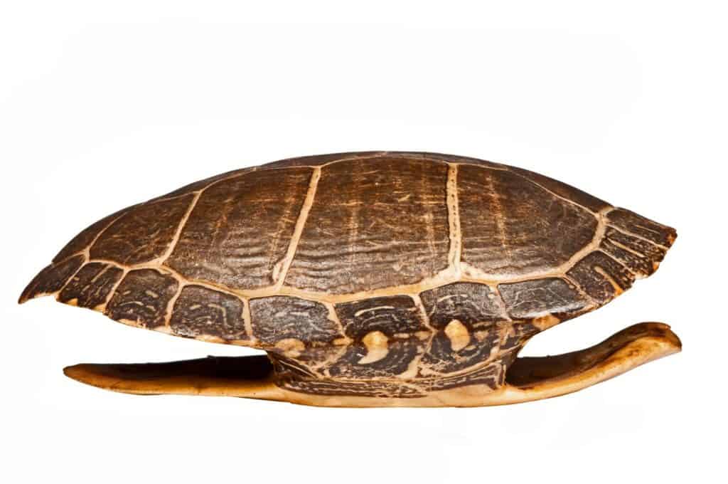 Antique turtle shell, isolated.