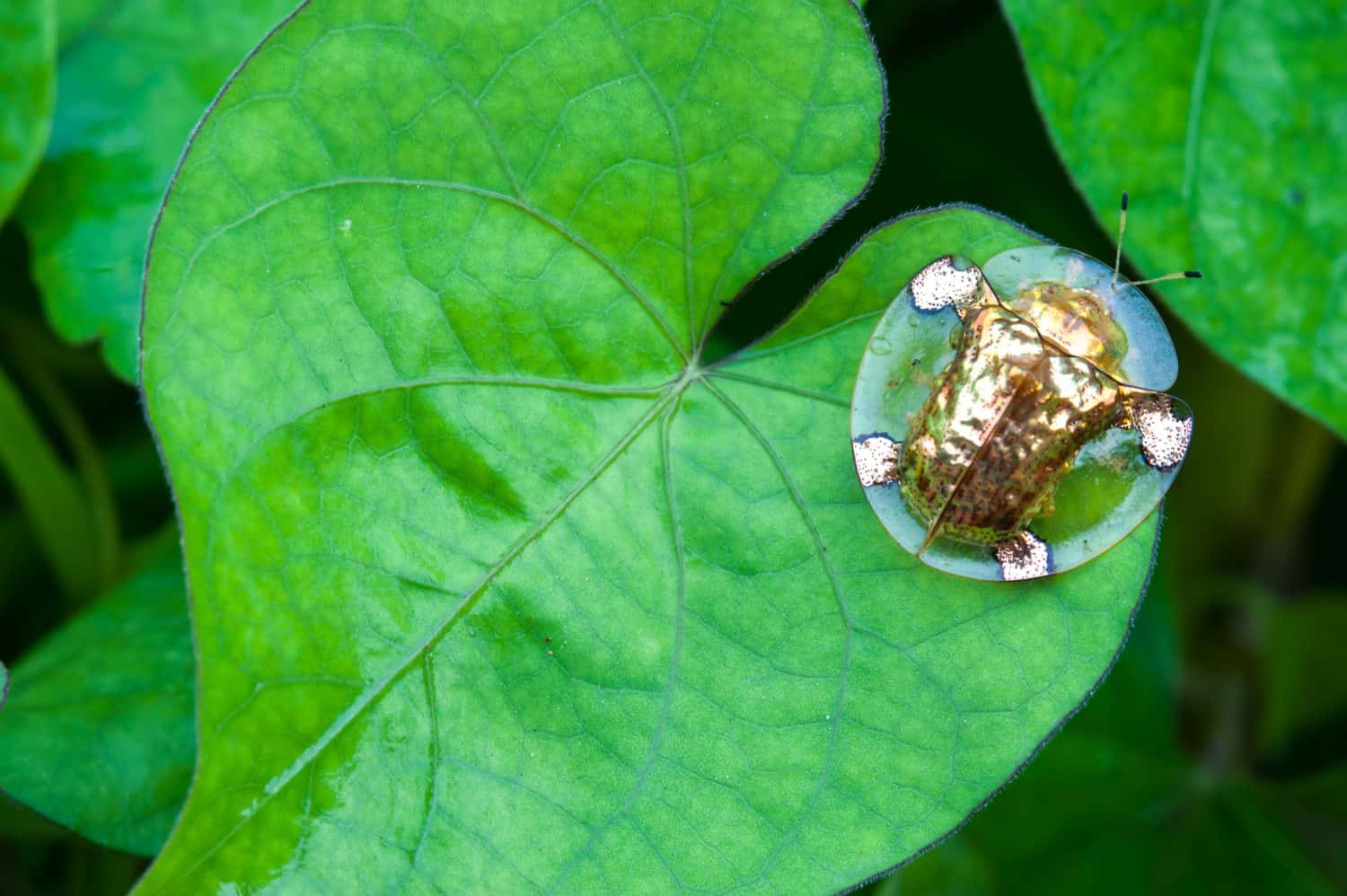 Golden tortoise beetle hybridize on green leaf