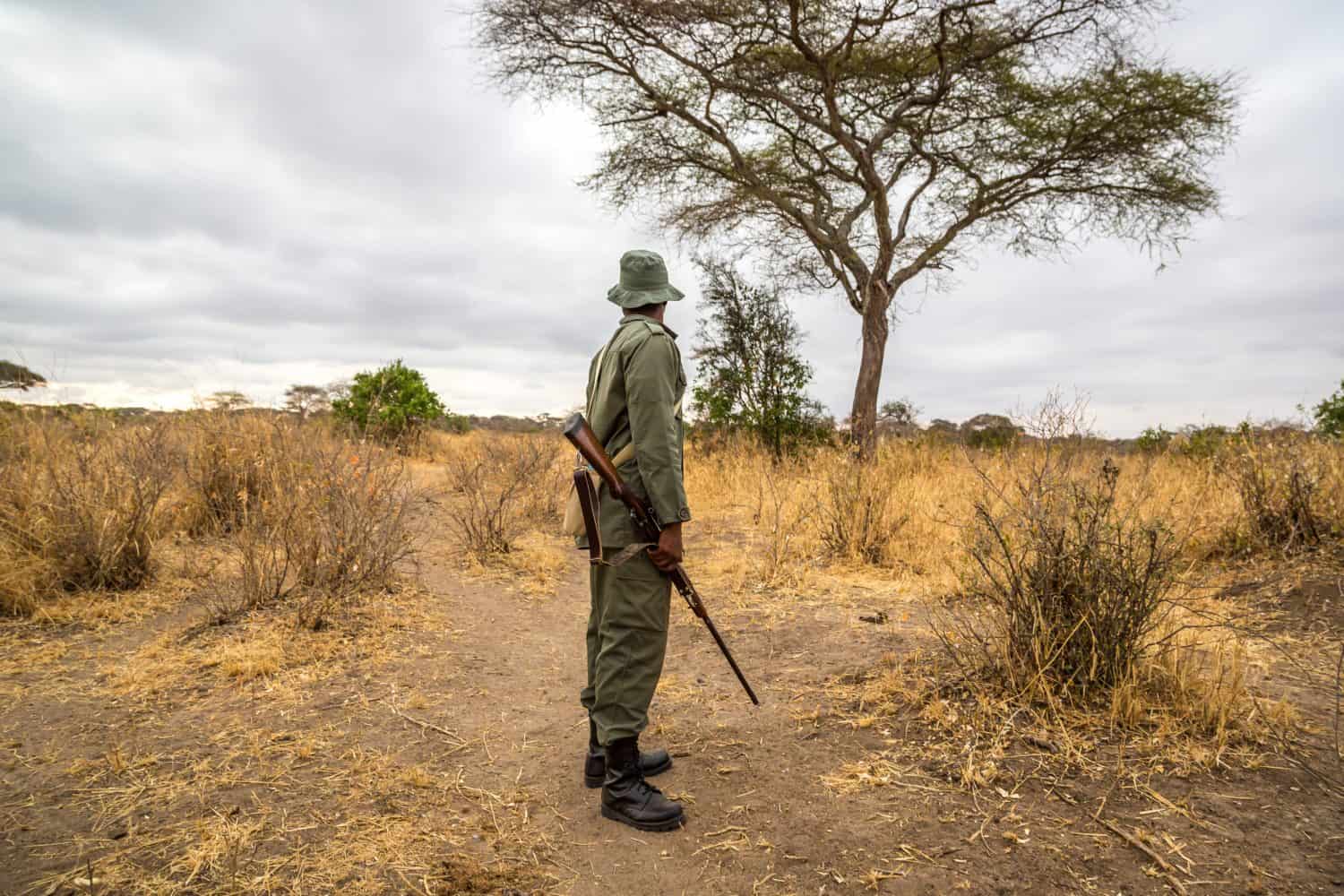 A park ranger working in the Tarangire National Park in northern Tanzania, Africa