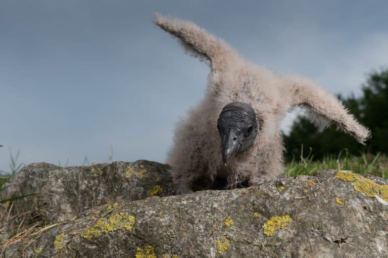condor