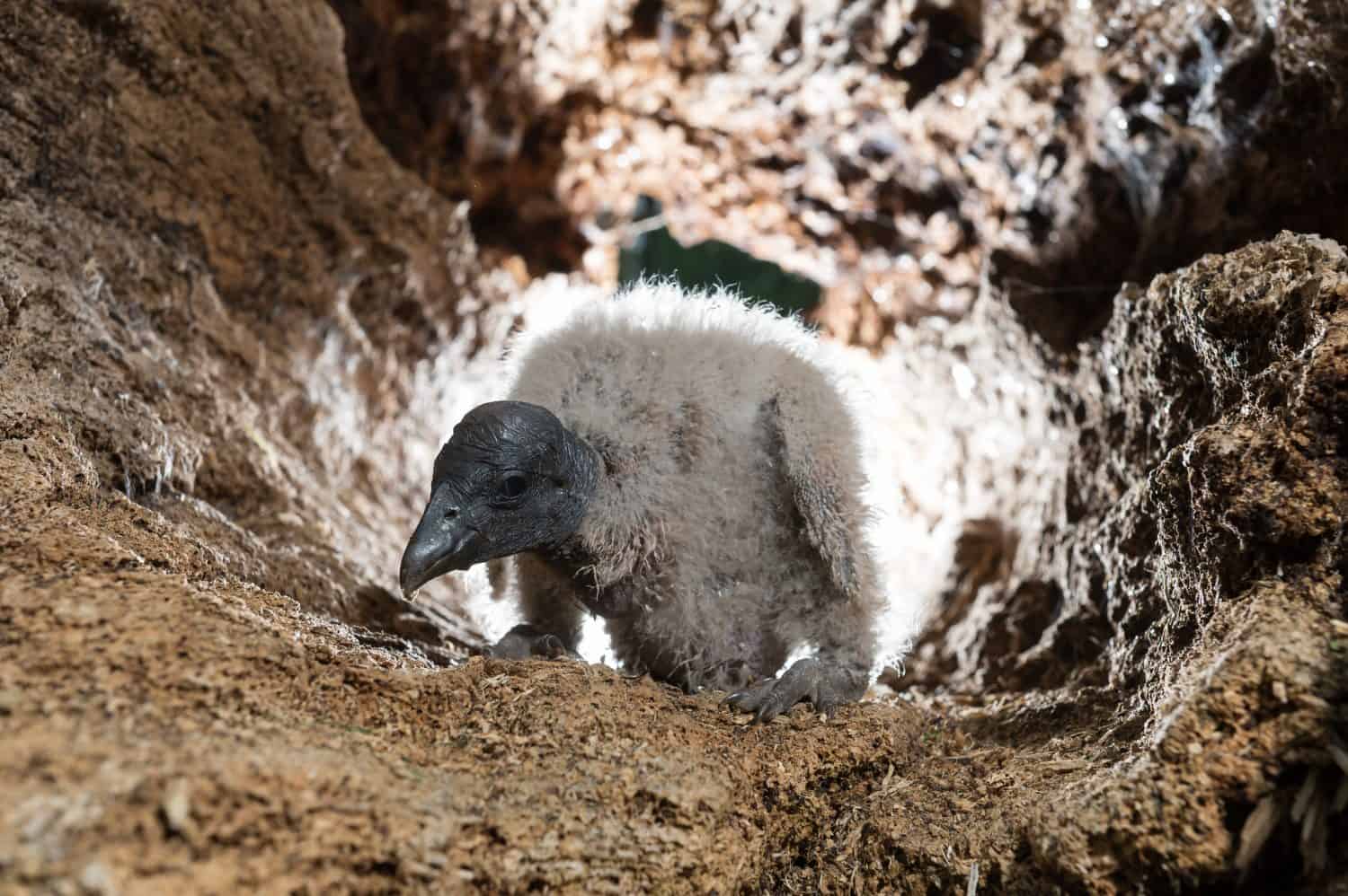 condor