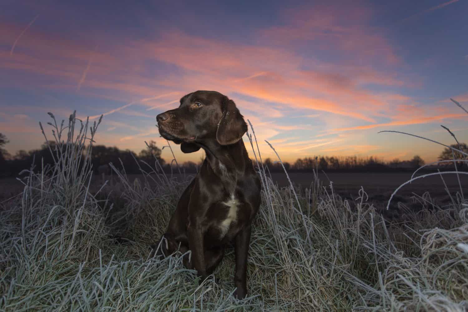 Springador Animal Facts - Canis lupus familiaris - A-Z Animals