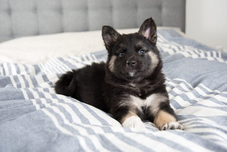 Akita Shepherd
