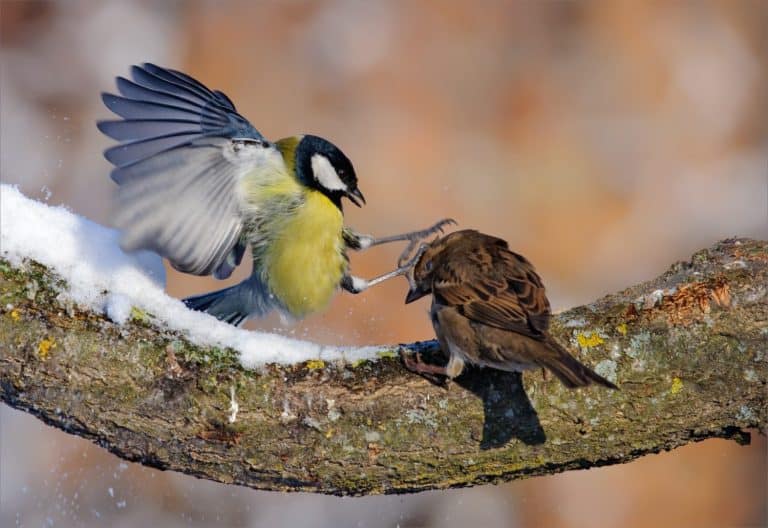 The Great Tit attacking a female House Sparrow