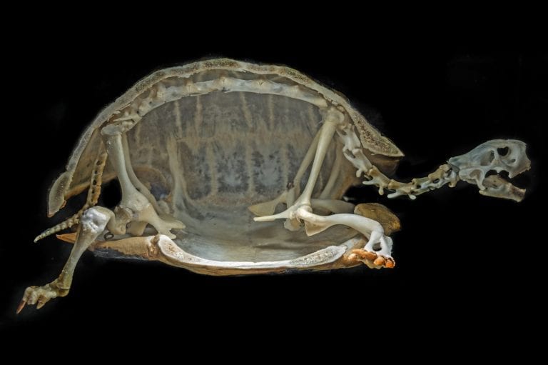 The Truth About What’s Inside a Turtle Shell - A-Z Animals