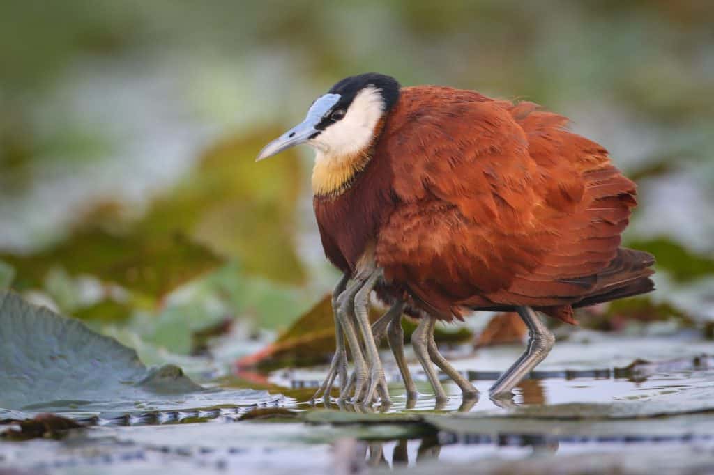 Parent African jacana protecting chicks on river