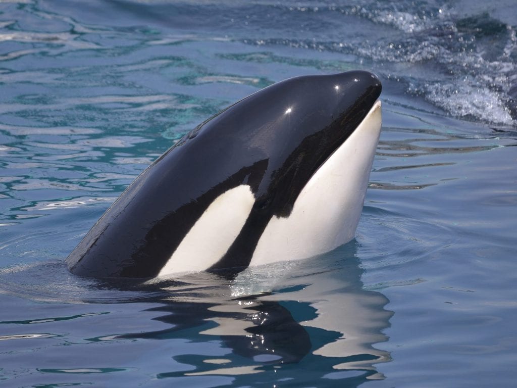 Head of killer whale (Orcinus orca) in blue water