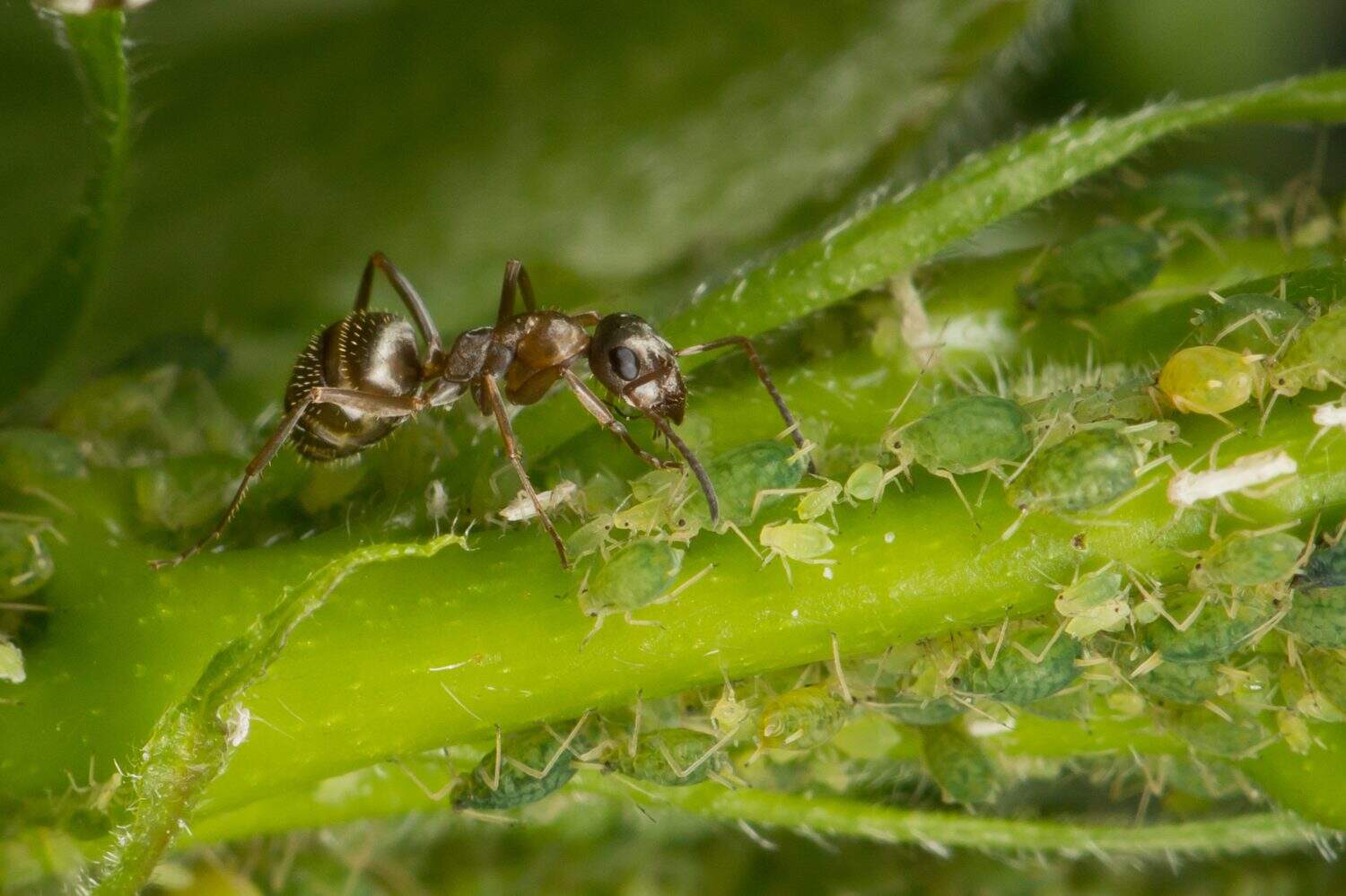 The symbiosis of ants and aphids. Ant tending his flock