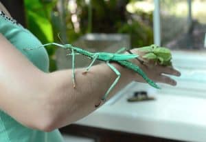 Hand Holding Stick Insect (Eurycnema goliath)
