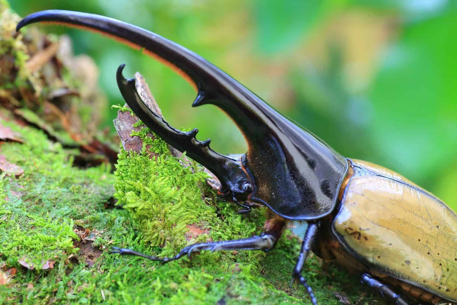 Hercules beetle (Dynastes hercules) in Ecuador