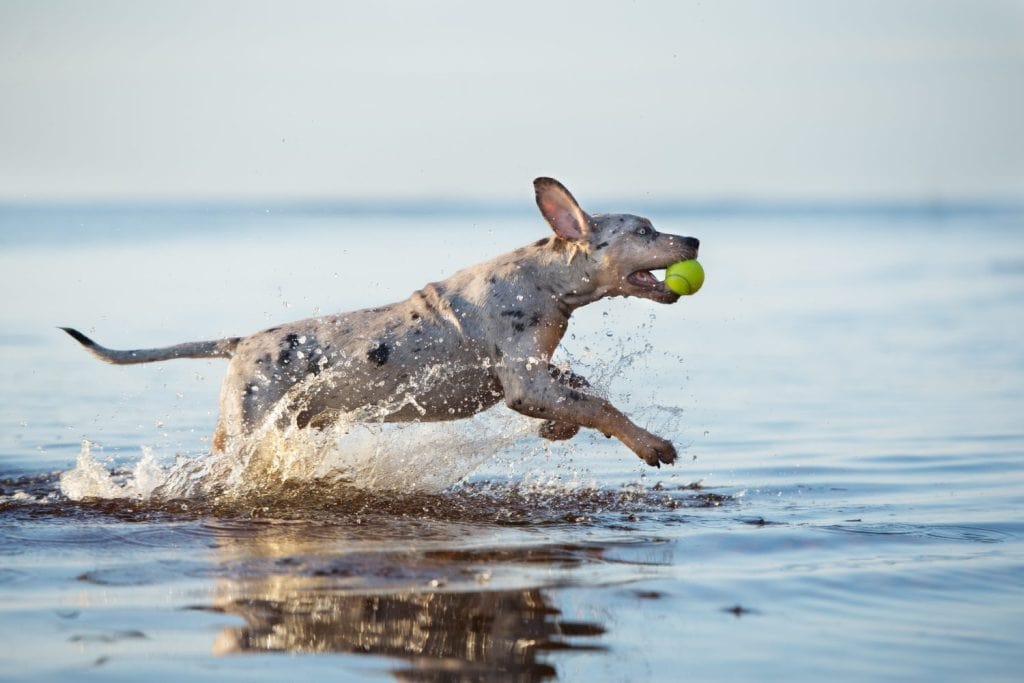 happy catahoula puppy running in water
