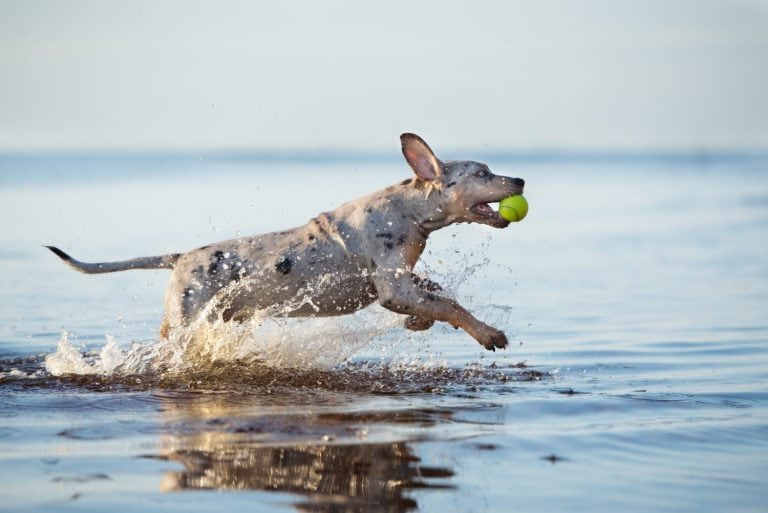 Catahoula Leopard Dog