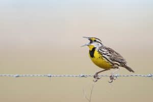 Eastern meadowlark (Sturnella magna) on wire singing, Kissimmee, Florida, USA