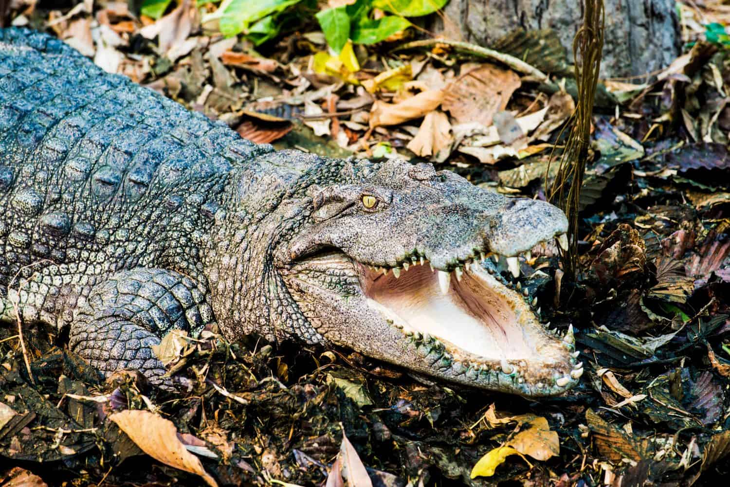 Freshwater Crocodile or Siamese Crocodile, Thailand