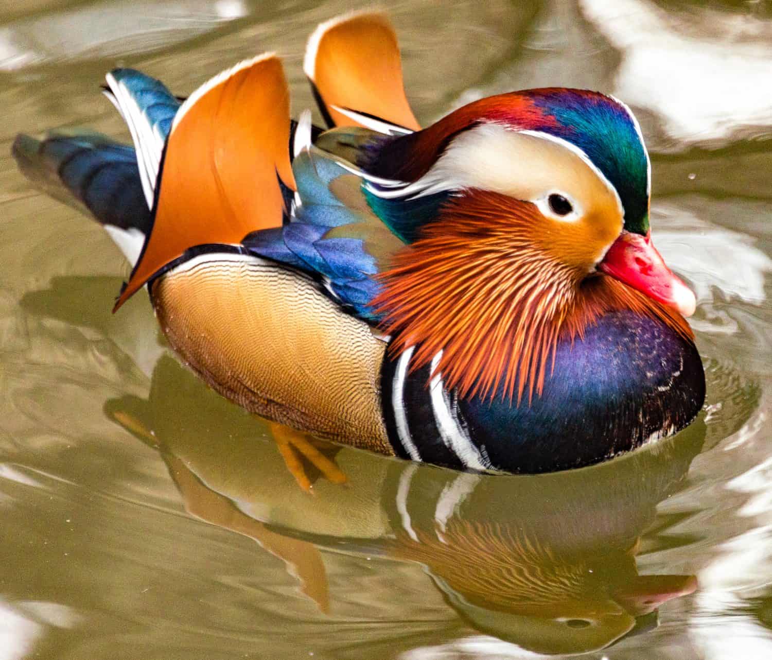 Rainbow of Metallic Plumage Colors on a Mandarin Duck Swimming in a Rippling Pond