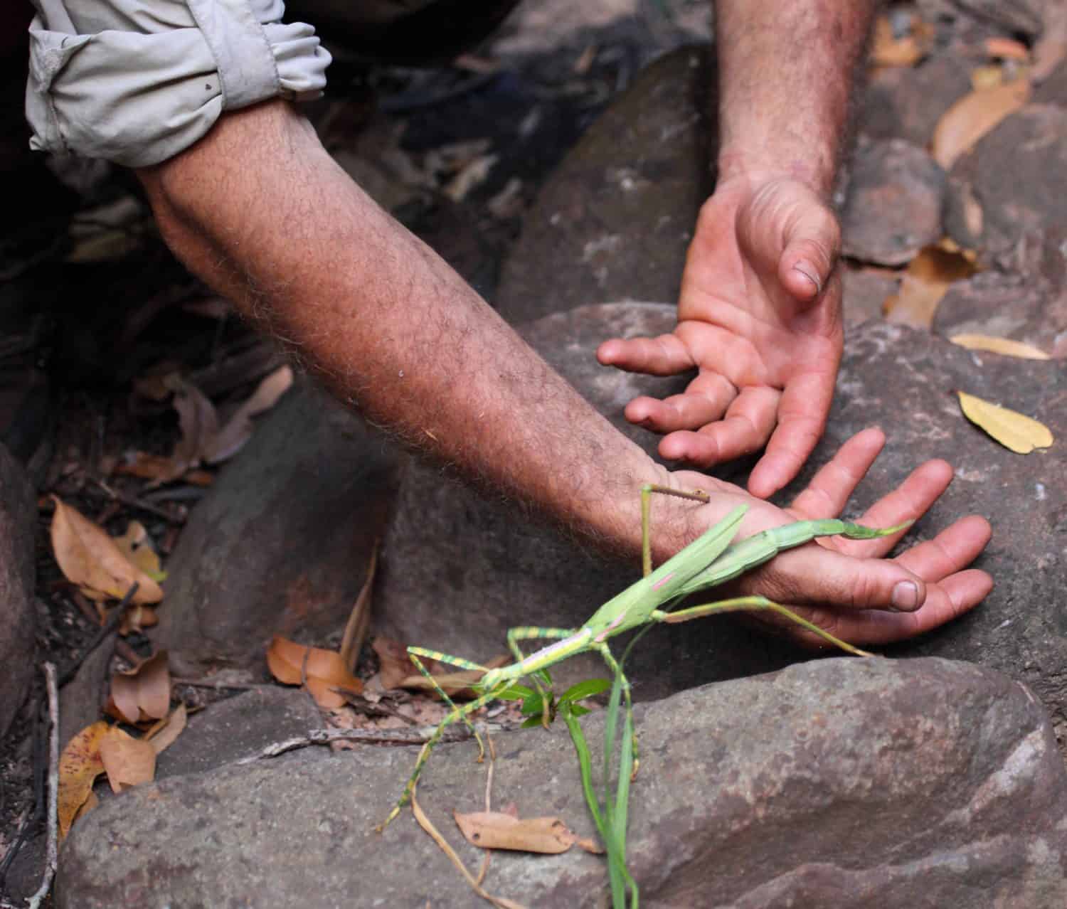 A Goliath Stick Insect in northern Australia.