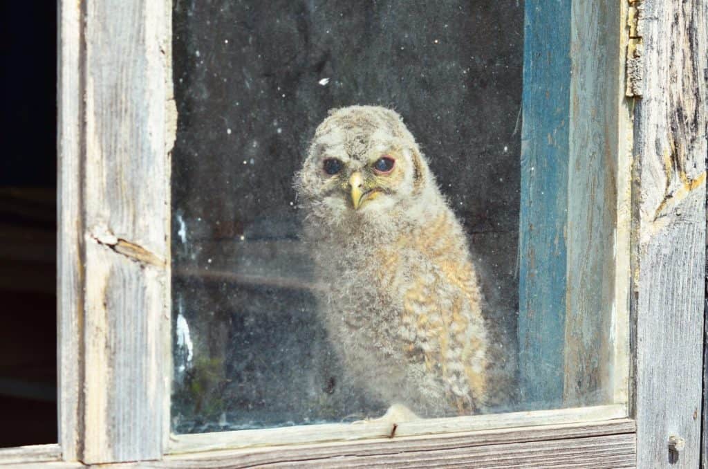 Tawny brown owl chick (Strix aluco) sits behind a window in an abandoned house in the zone of radioactive fallout