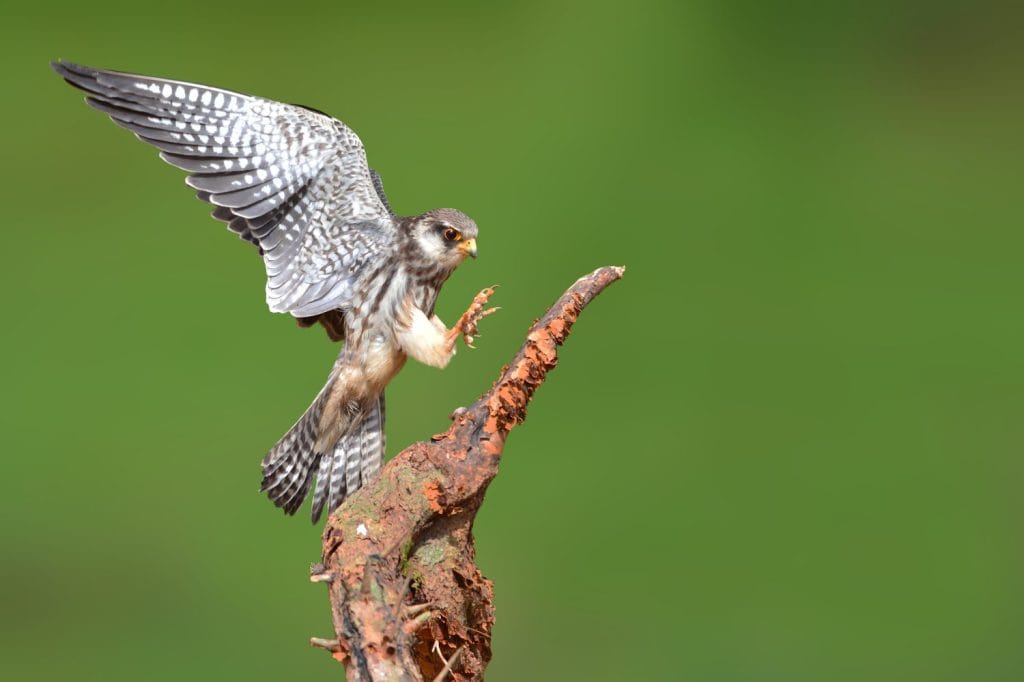 Beautiful bird, Amur Falcon (Falco amurensis), bird of prey or raptor, landing to the branch on Khao Yai National Park, Thailand