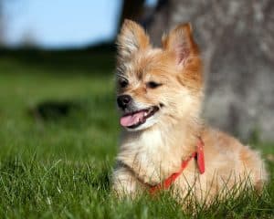 A small dog lying in the grass, Yoranian