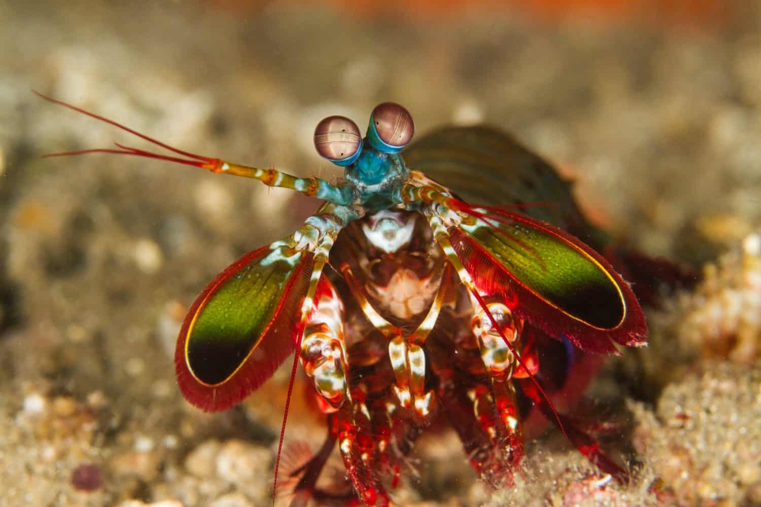 mantis shrimp