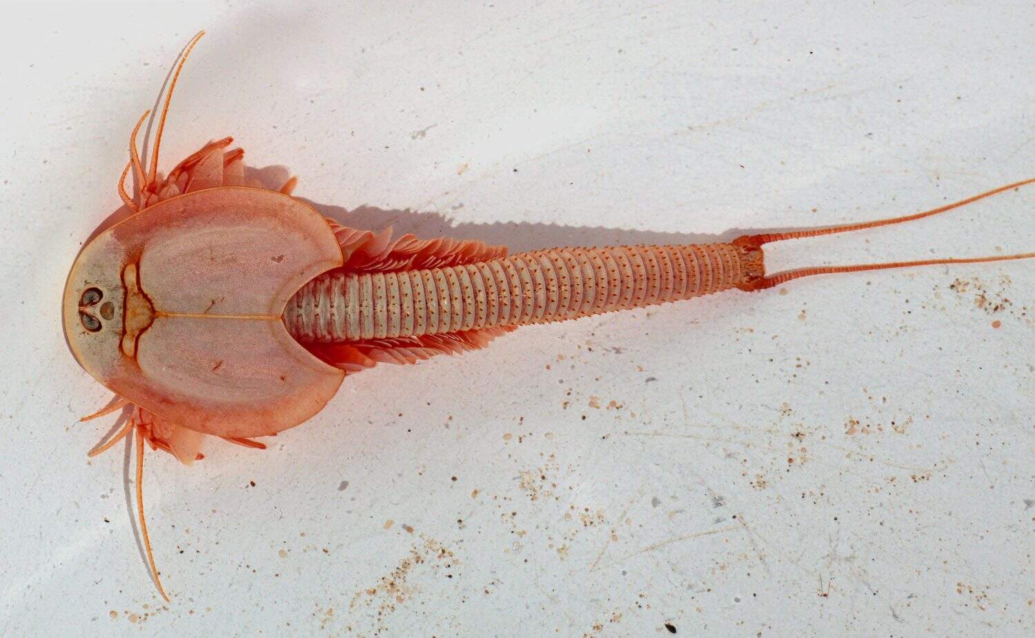 Triops granarius  are considered living fossils, with a fossil record that reaches back to the late Carboniferous, 300 million years ago. Triops live in water filled with bacteria that they eat.