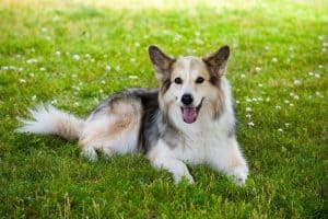 German Shepherd - Border Collie