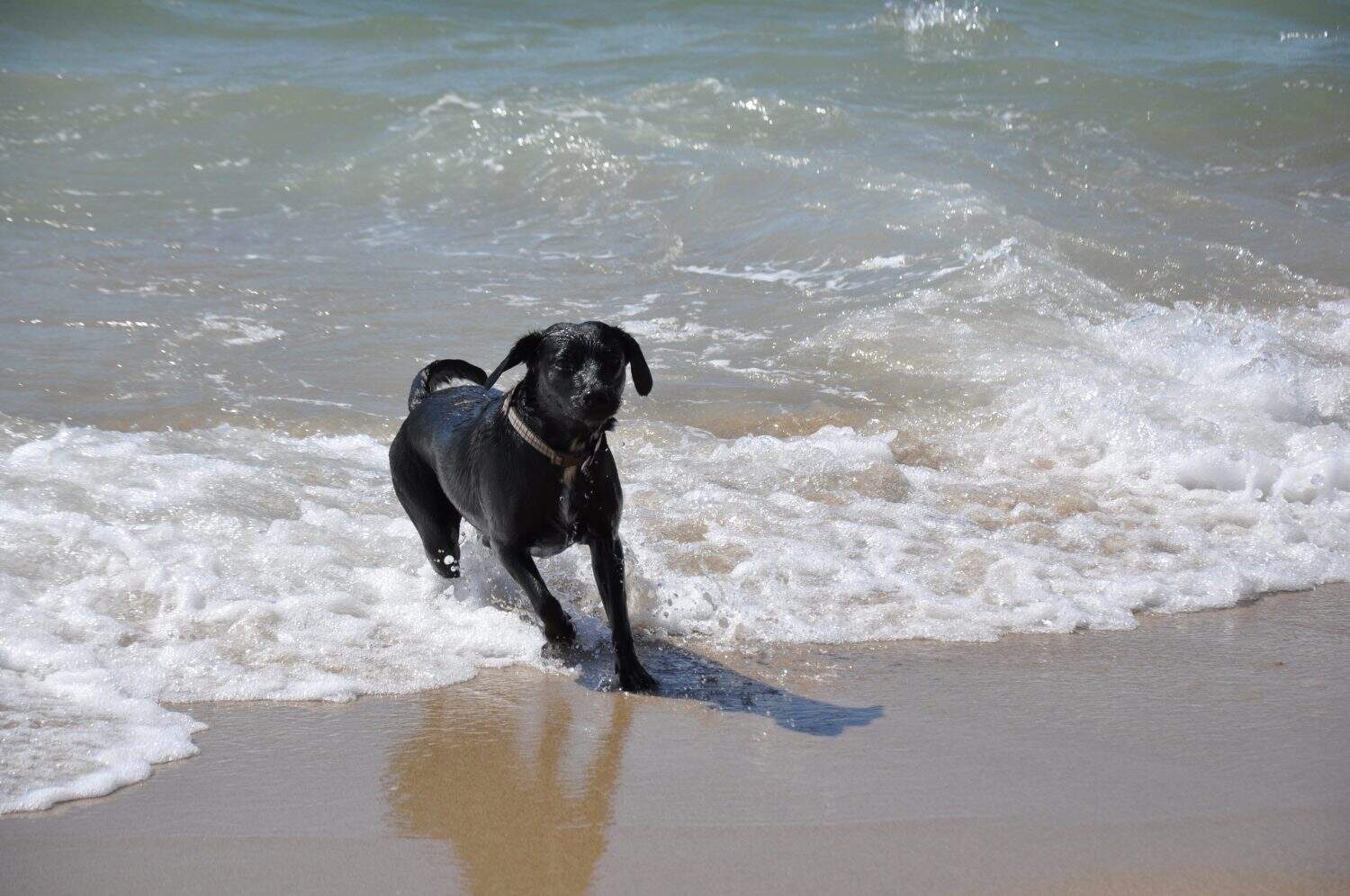 Springador Dog Breed Complete Guide - A-Z Animals