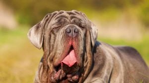 portrait of a Neopolitan Mastiff dog outdoors on a meadow