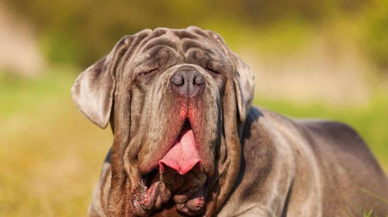 Neapolitan Mastiff